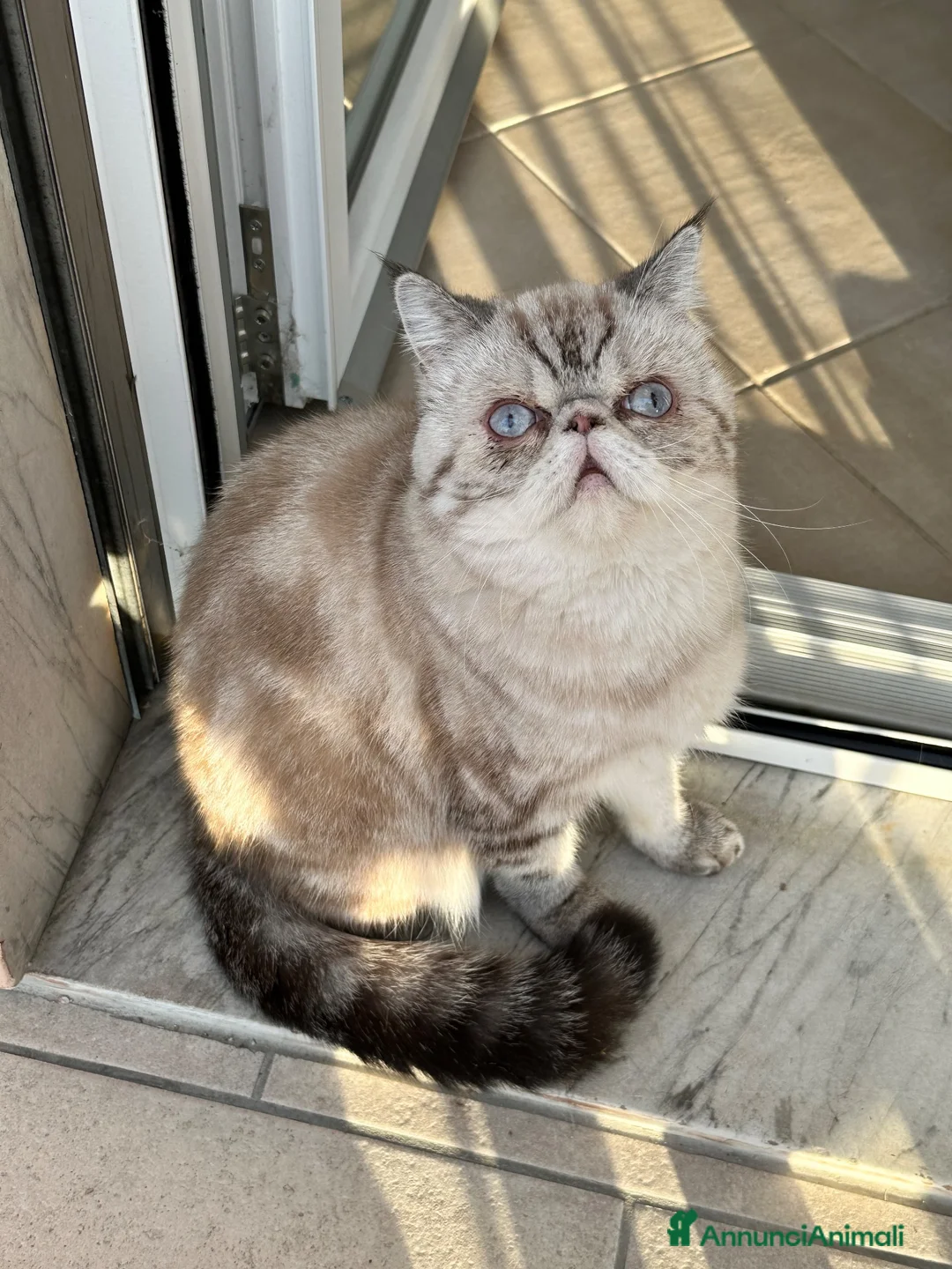 Exotic Shorthair gatti in vendita: Exotic shorthair cucciolo  - Annuncio 1