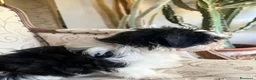 Shih Tzu cani in vendita: Cuccioli Shih Tzu pronti a settembre! - Annuncio 14