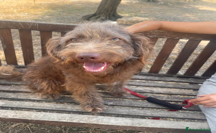 Meticcio cani a Città metropolitana di Roma Capitale - Annuncio 13