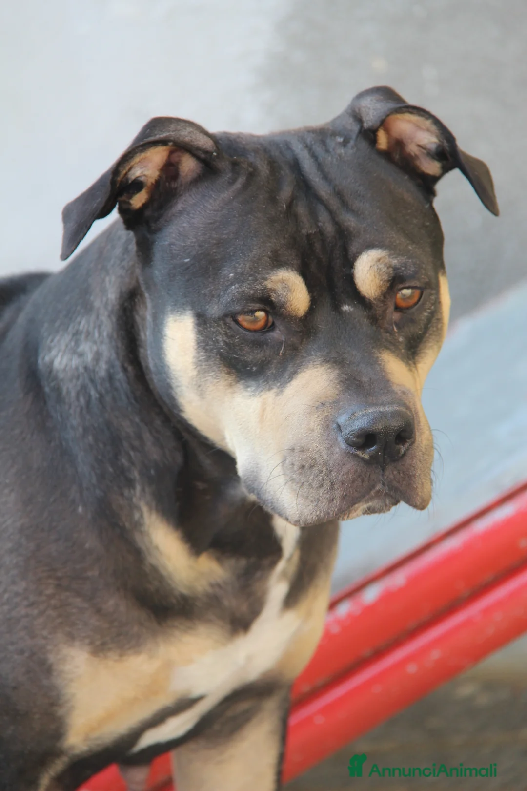 Pitbull cani in vendita: American Pitbull Terrier - Annuncio 18