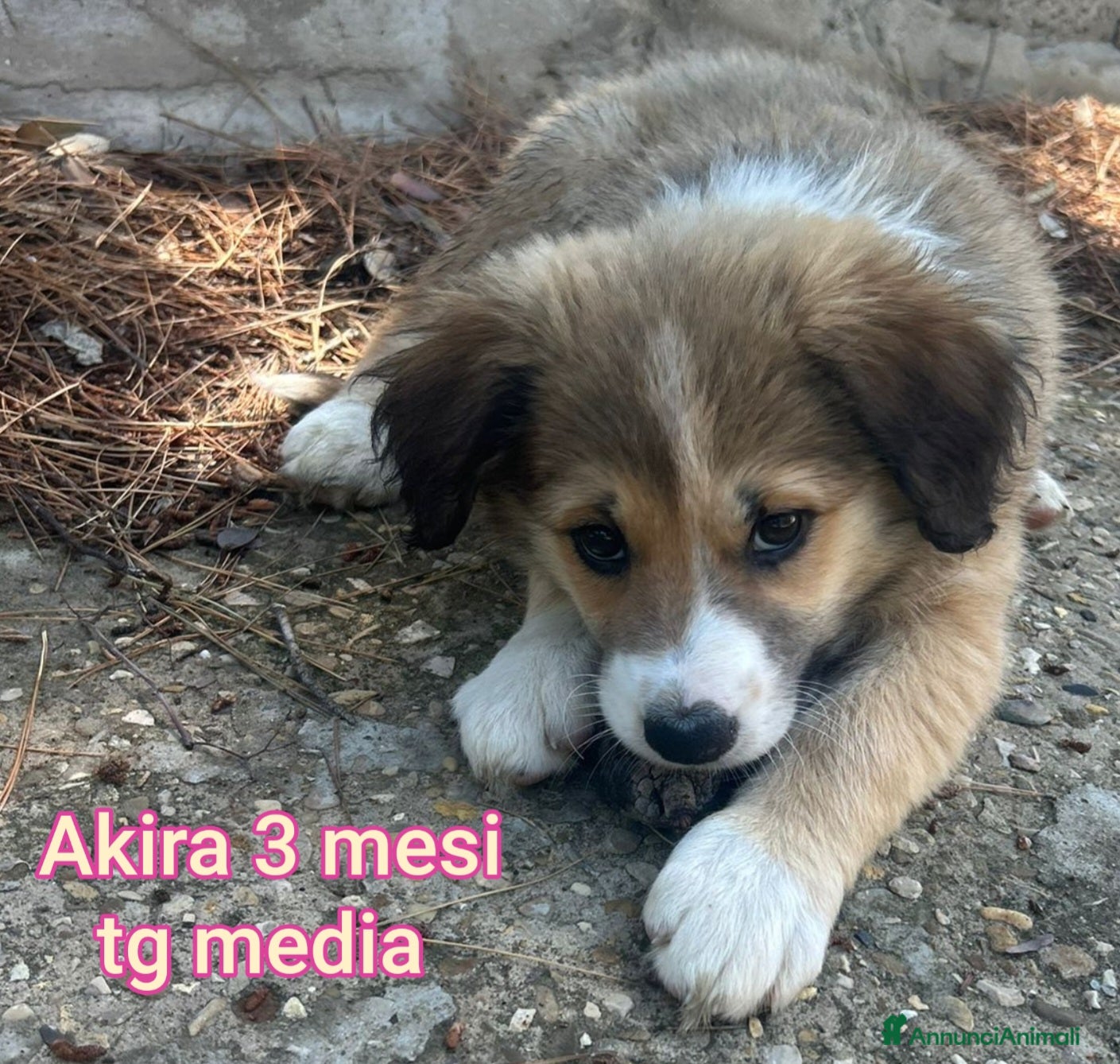 Meticcio cani CUCCIOLI TENERISSIMI SENZA FUTURO - Annuncio 11