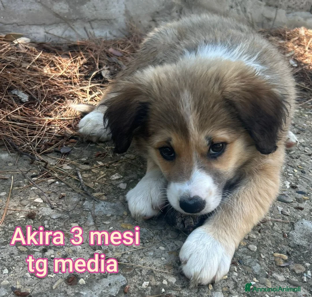 Meticcio cani in regalo: CUCCIOLI TENERISSIMI SENZA FUTURO a Provincia di Modena - Annuncio 1