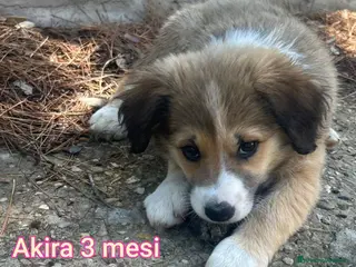 Meticcio cani CUCCIOLI TENERISSIMI SENZA FUTURO - Annuncio 11