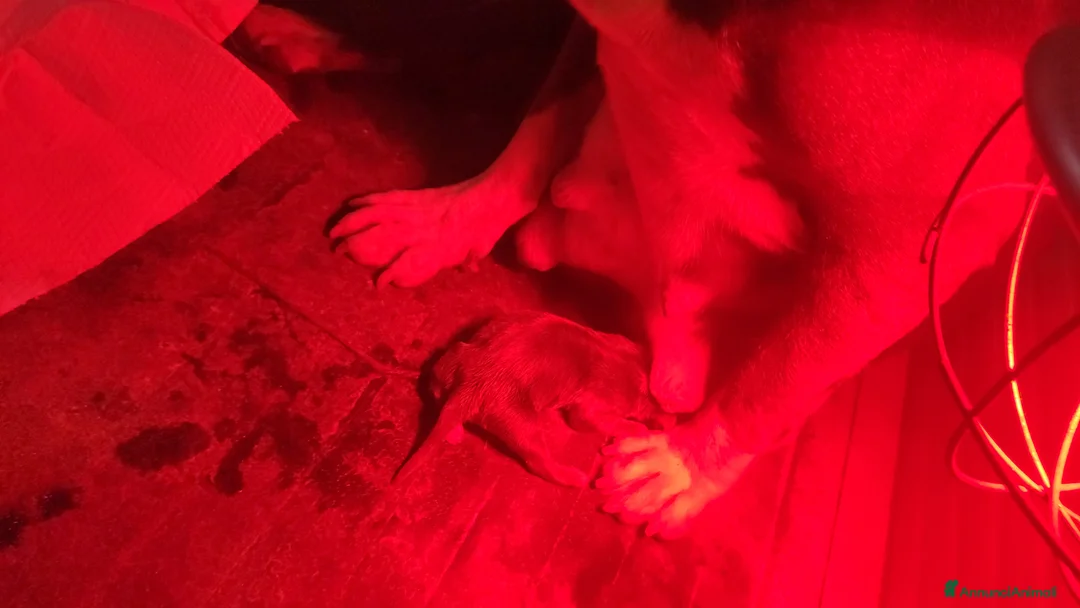 Bull Terrier cani in vendita: Bull Terrier inglese standard femmina  a Città Metropolitana di Firenze - Annuncio 3
