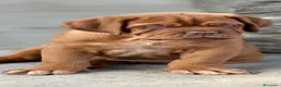 Dogue de Bordeaux cani in vendita: Dogue de Bordeaux CUCCIOLATA STRAORDINARIA  - Annuncio 11