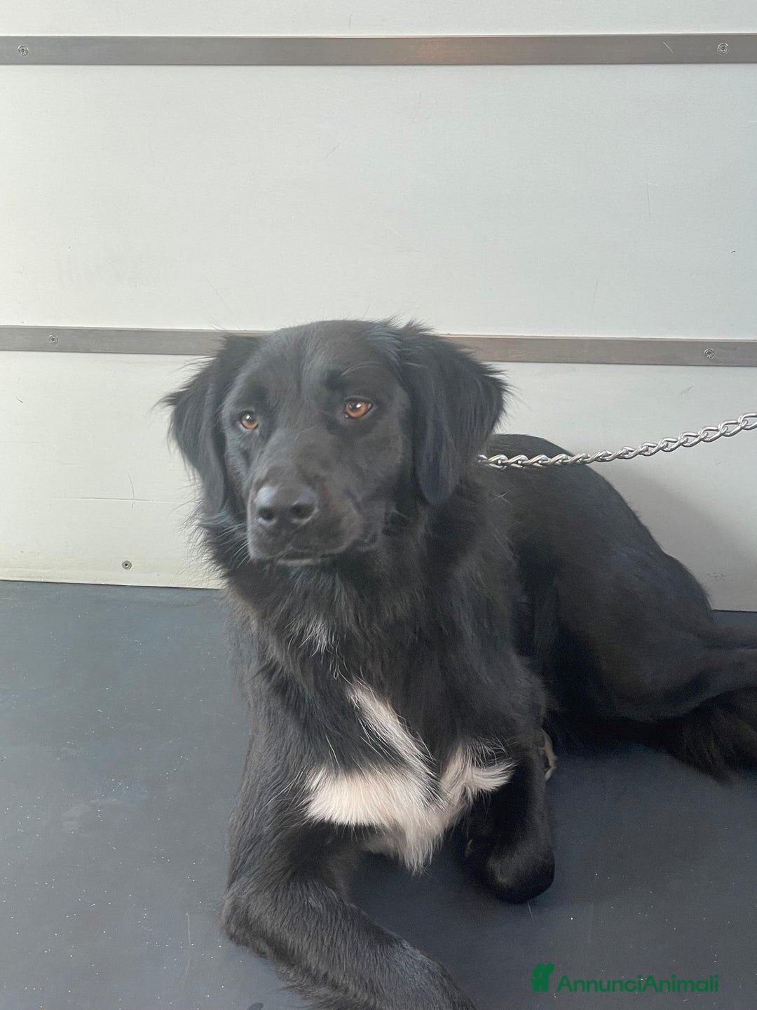 Meticcio cani in regalo: Diana dolcissima cagnolona - Annuncio 7