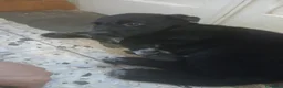 Meticcio cani in regalo: Cucciolo nero - Annuncio 2