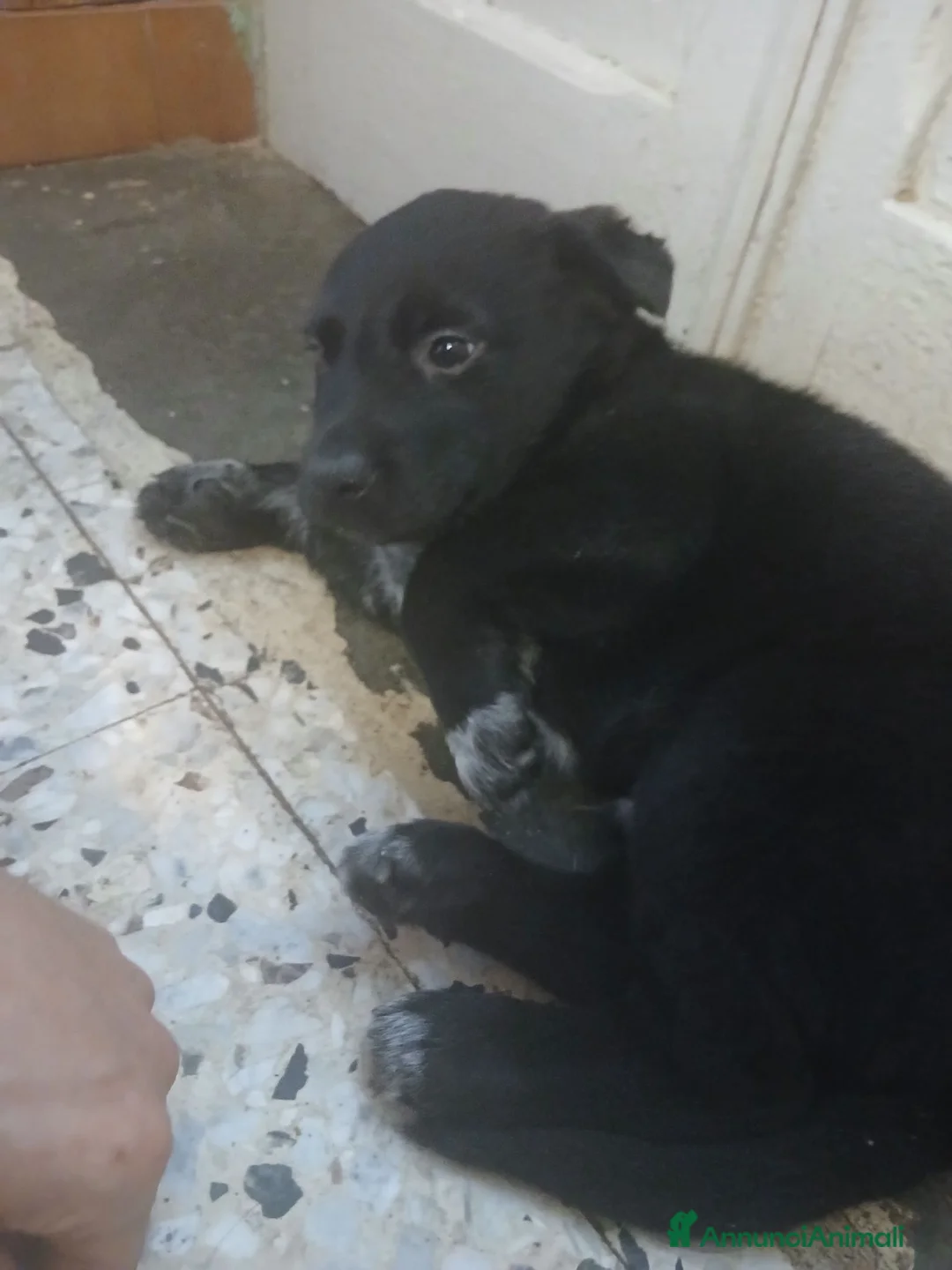 Meticcio cani in regalo: Cucciolo nero - Annuncio 2
