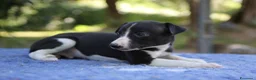 Whippet cani in vendita: Cuccioli di whippet  - Annuncio 11