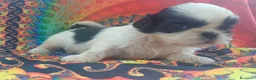 Shih Tzu cani in vendita: Cuccioli shih-tzu shitzu shihtzu con pedigree  - Annuncio 7