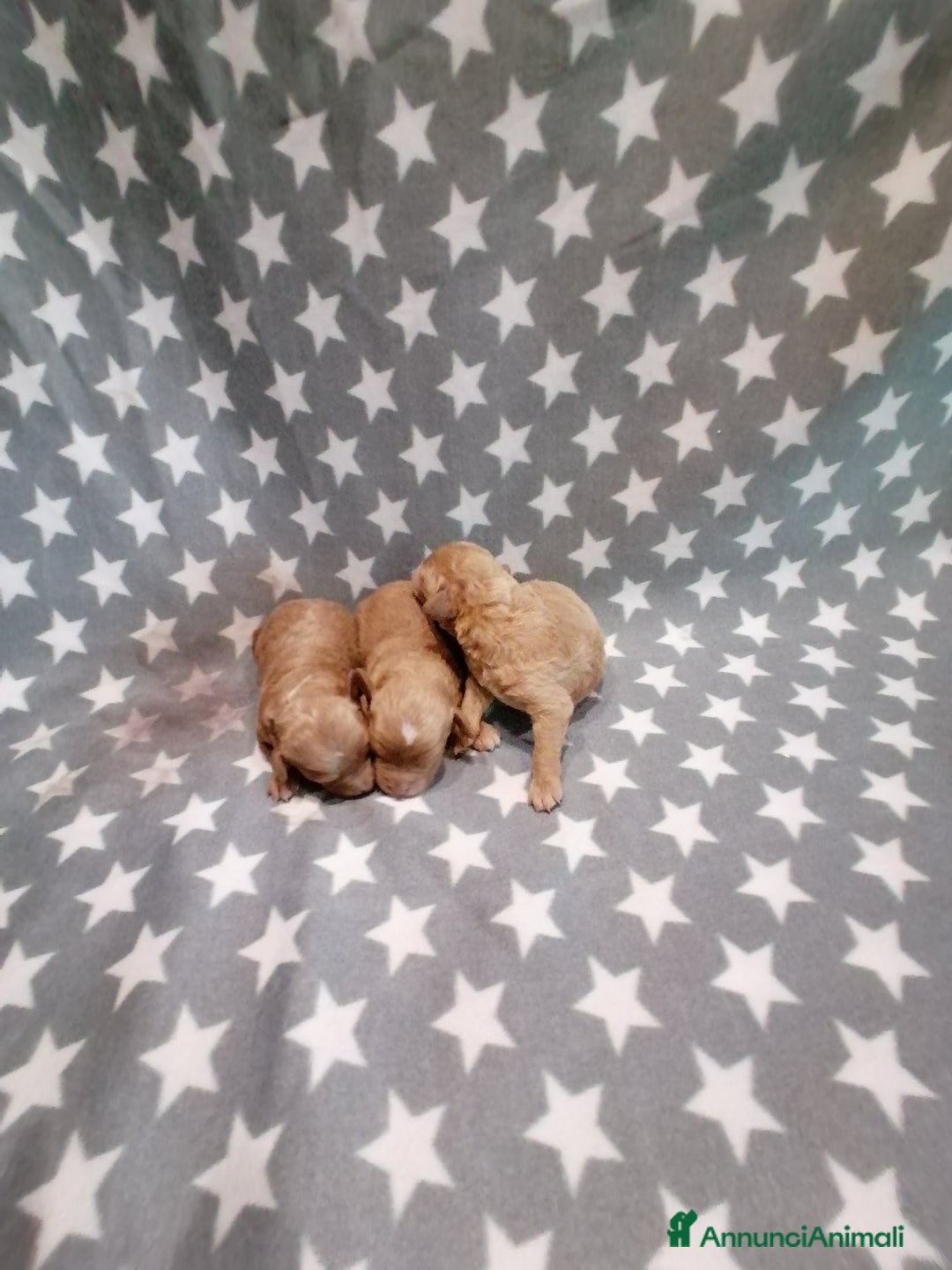 Barboncino Toy cani in vendita: Barboncini Toy cuccioli - Annuncio 4