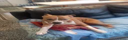 American Bully cani per accoppiamento: Cerco cane femmina per accoppiamento  - Annuncio 6