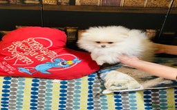 Volpino Pomerania cani in vendita: Volpino Pomerania Pedigree  a Provincia di Pavia - Immagine 5