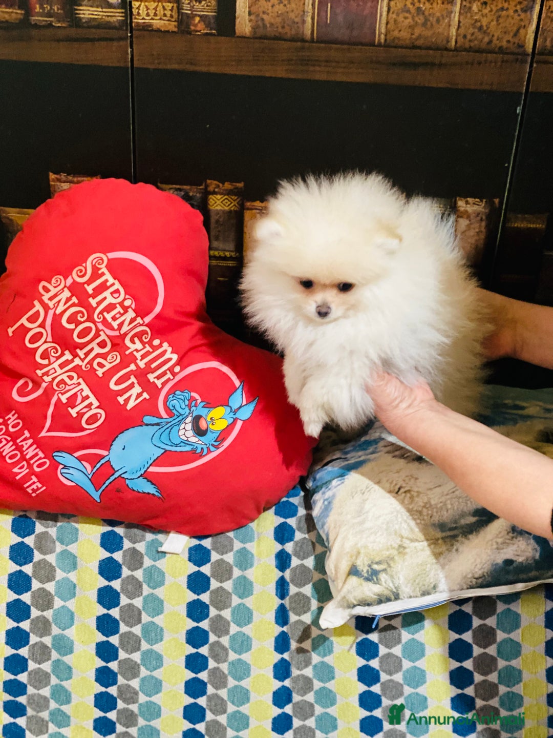 Volpino Pomerania cani in vendita: Volpino Pomerania Pedigree  a Provincia di Pavia - Immagine 5