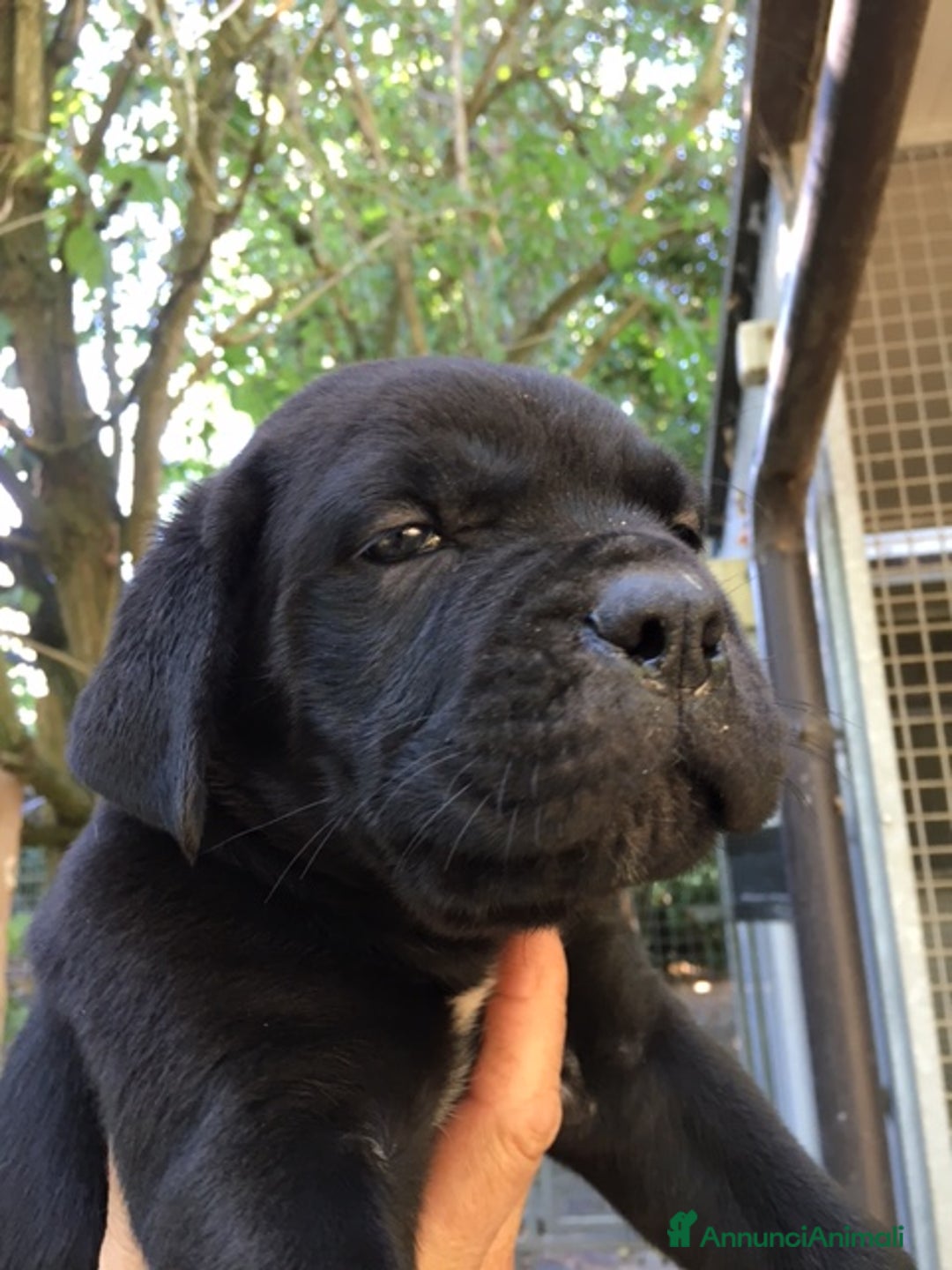 Cane Corso cani in vendita: spettacolari cuccioli di cane corso a Provincia di Cuneo - Immagine 20