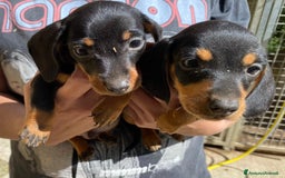 Bassotto cani in vendita: Cucciolo bassotto nano tedesco - Immagine 3