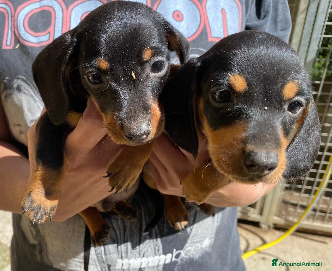 Bassotto cani in vendita: Cucciolo bassotto nano tedesco - Immagine 3