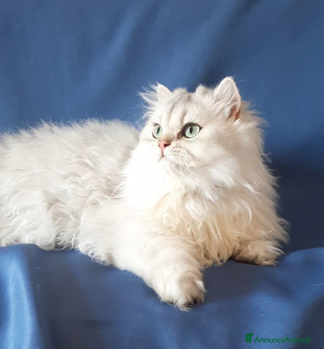 British gatti Gattino British longhair  a Città metropolitana di Milano - Annuncio 19