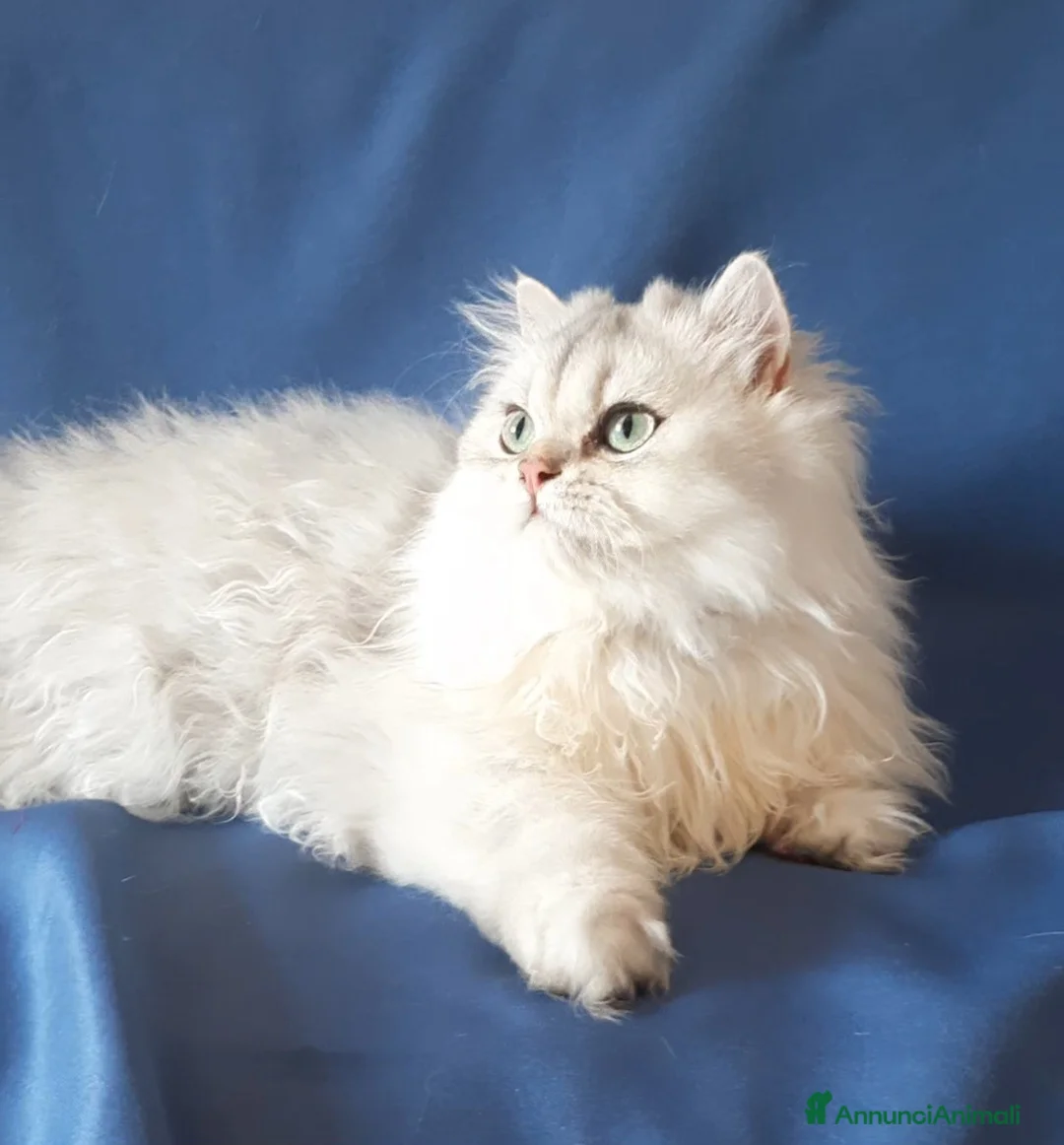 British gatti in vendita: Gattino British longhair  a Città metropolitana di Milano - Annuncio 1