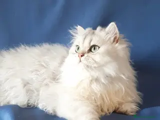 British gatti Gattino British longhair a Città metropolitana di Milano - Annuncio 10