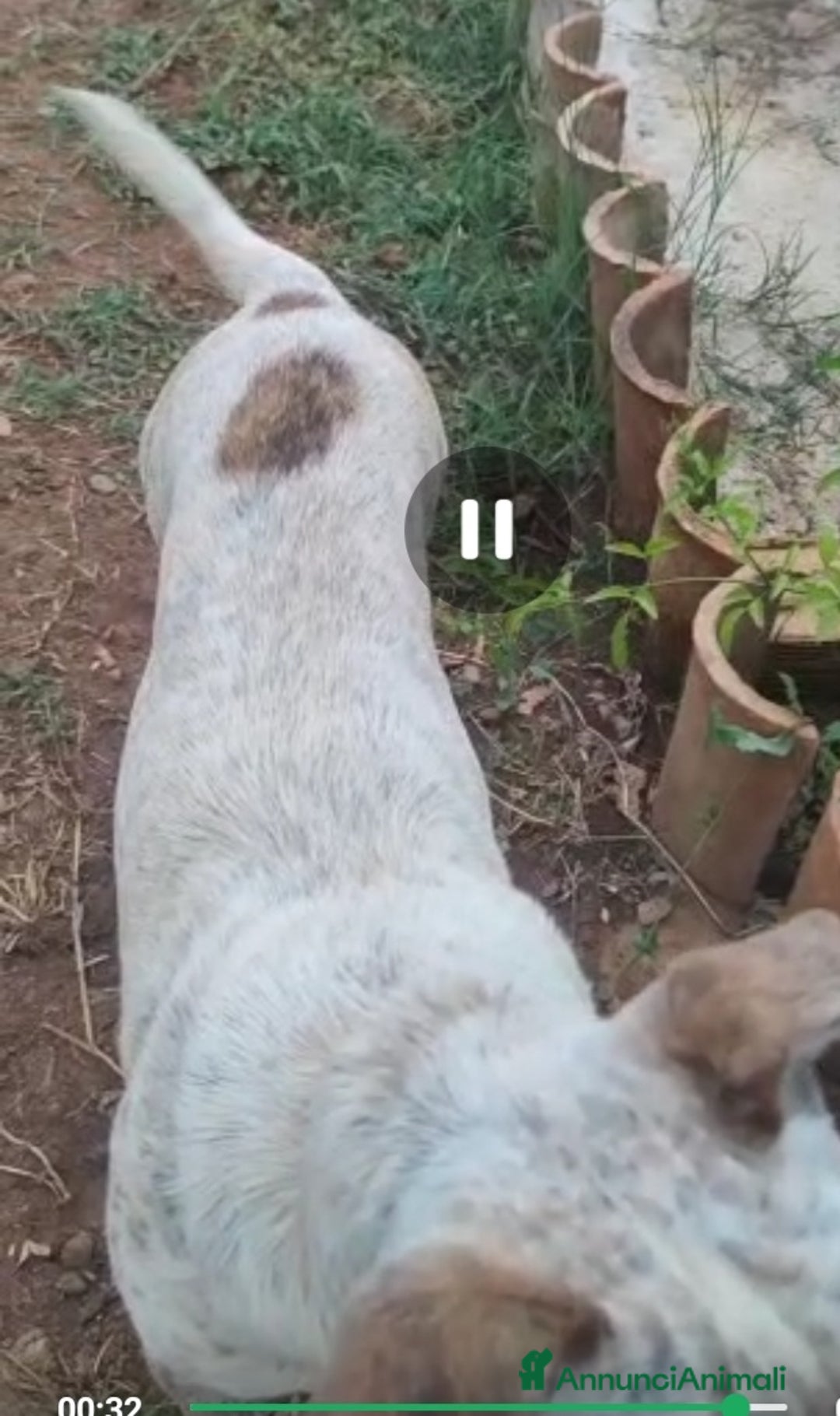 Meticcio cani in regalo: Molossino 18mesi solo tutto il giorno.CALABRIA SOS a Città metropolitana di Milano - Annuncio 6