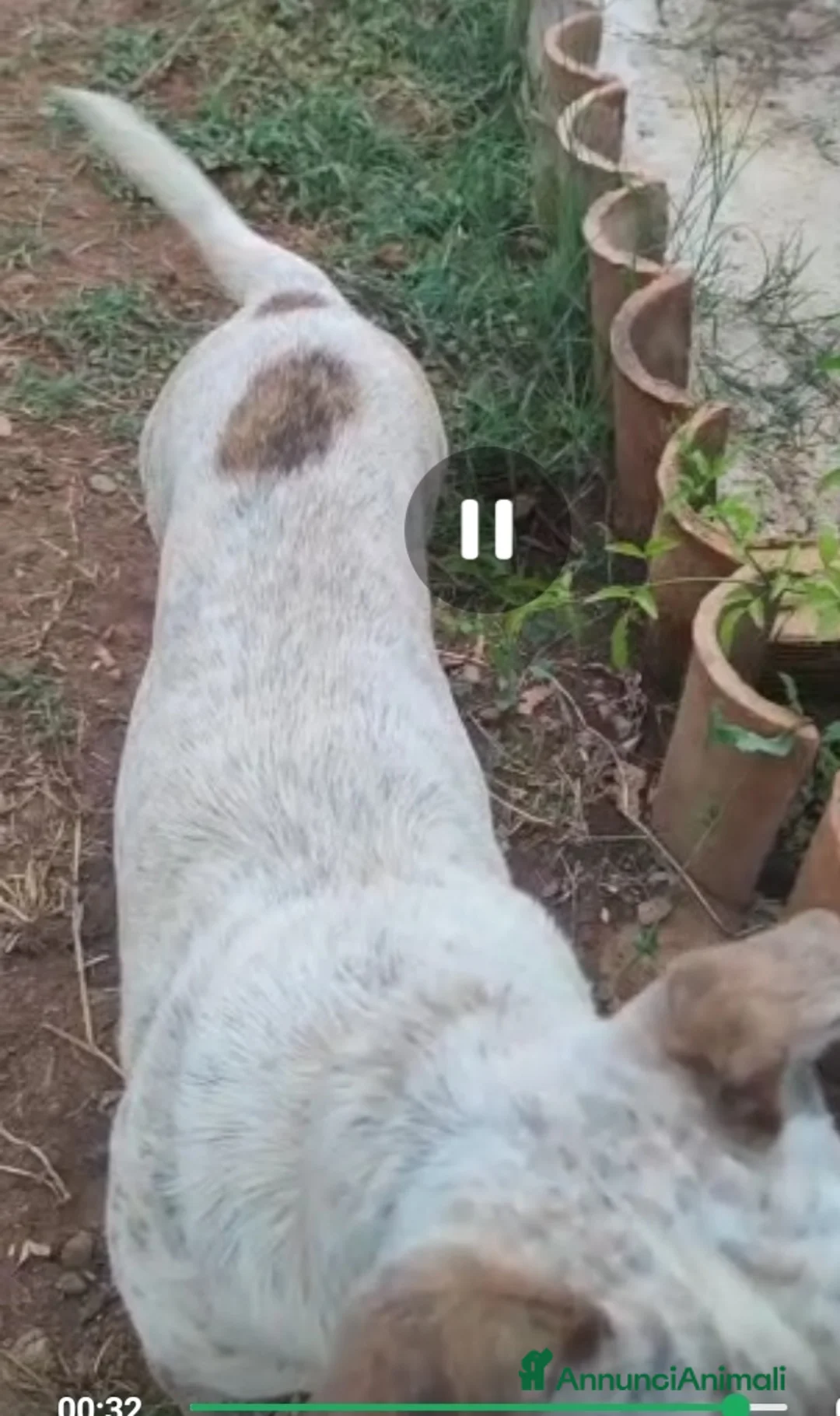 Meticcio cani in regalo: Molossino 18mesi solo tutto il giorno.CALABRIA SOS a Città metropolitana di Milano - Annuncio 6