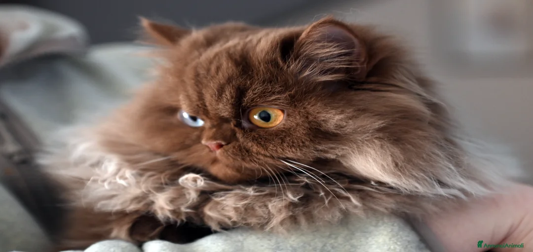 Immagine della galleria {{count}}