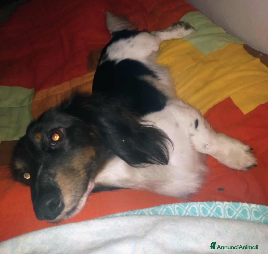 Bassotto cani per accoppiamento: Bassotto piebadl p lungo - Annuncio 2