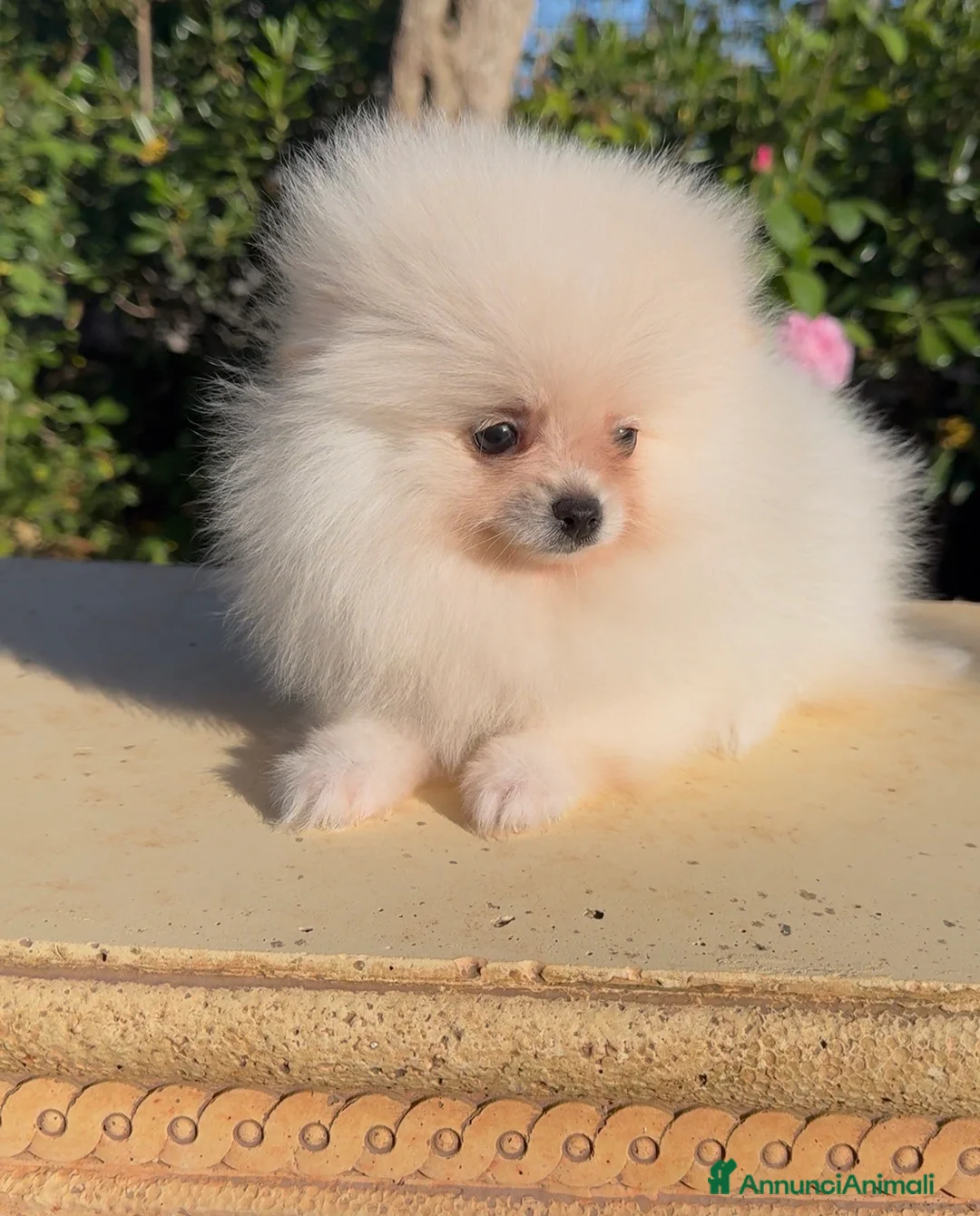 Volpino Pomerania cani in vendita: Ultimi cuccioli di Pomerania con pedigree  a Città Metropolitana di Firenze - Annuncio 2