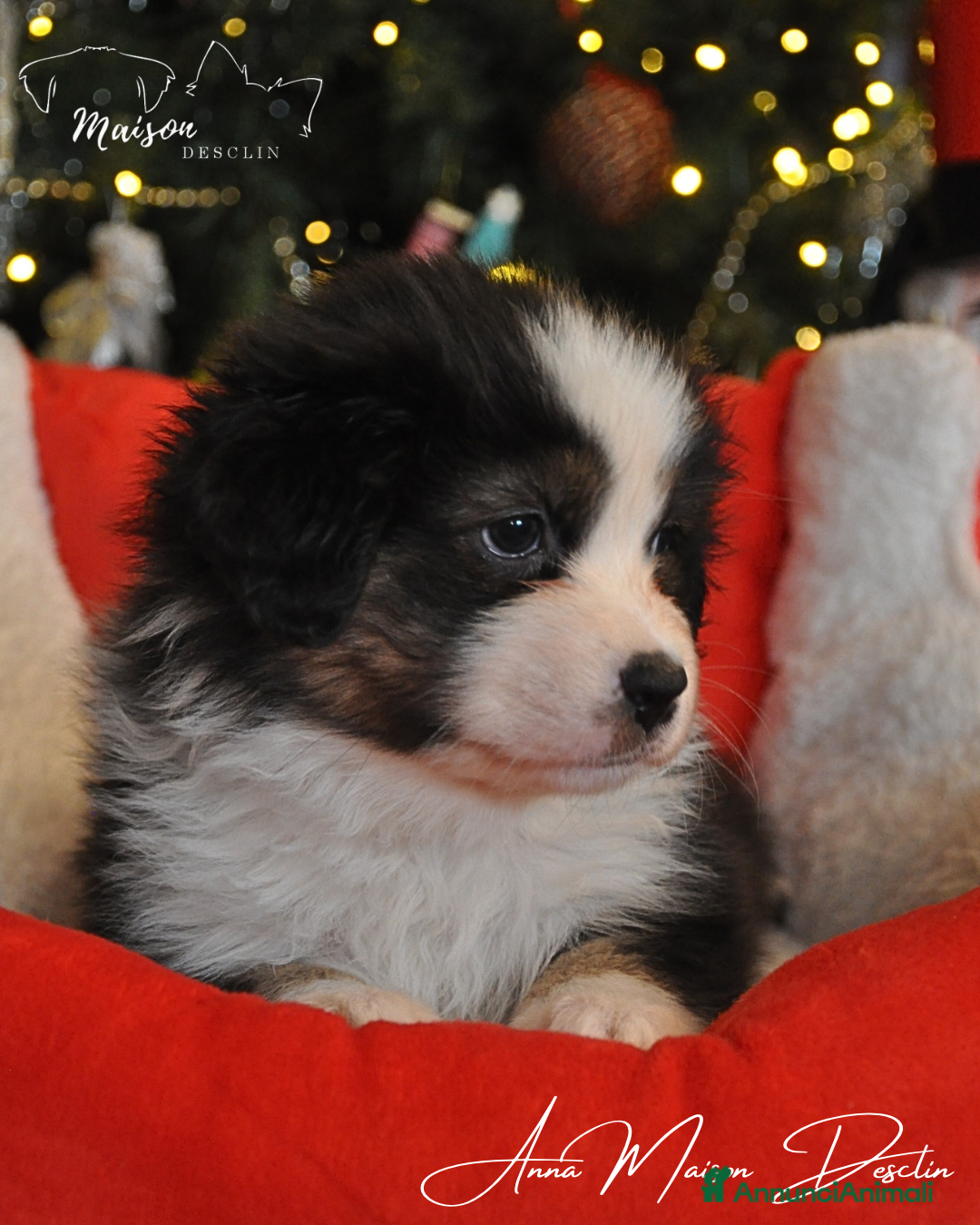 Australian Shepherd cani in vendita: Cuccioli pastore australiano  - Annuncio 3