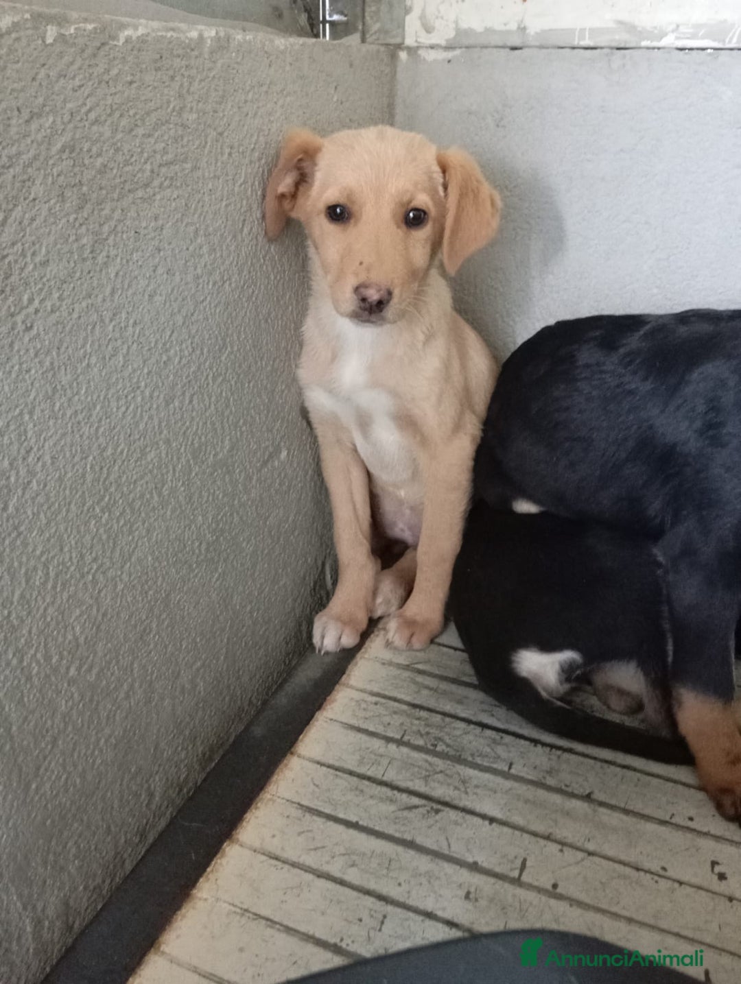 Meticcio cani in regalo: Cinque cuccioli in adozione!  - Annuncio 2