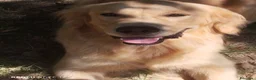 Golden Retriever cani in vendita: Golden sel. caratterialmente/morfologicamente  - Annuncio 3