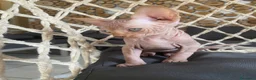 Sphynx gatti in vendita: Cuccioli Sphynks  - Annuncio 18
