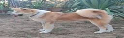 Akita Inu cani in vendita: Akita cuccioli  - Annuncio 2
