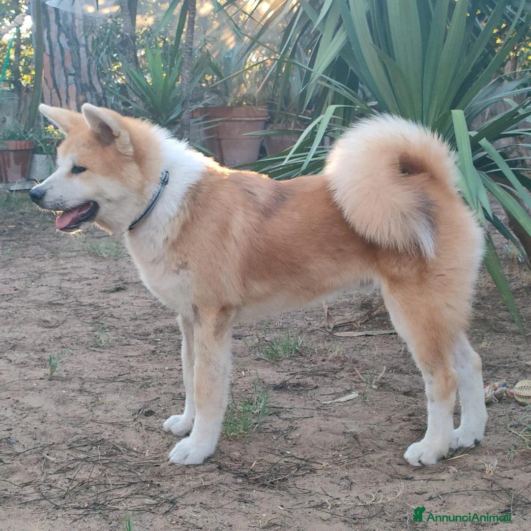 Akita Inu cani in vendita: Akita cuccioli  - Annuncio 2