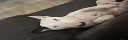 Bull Terrier cani in vendita: ‼️DISPONIBILI CUCCIOLI BULL TERRIER STANDARD ‼️ - Annuncio 5
