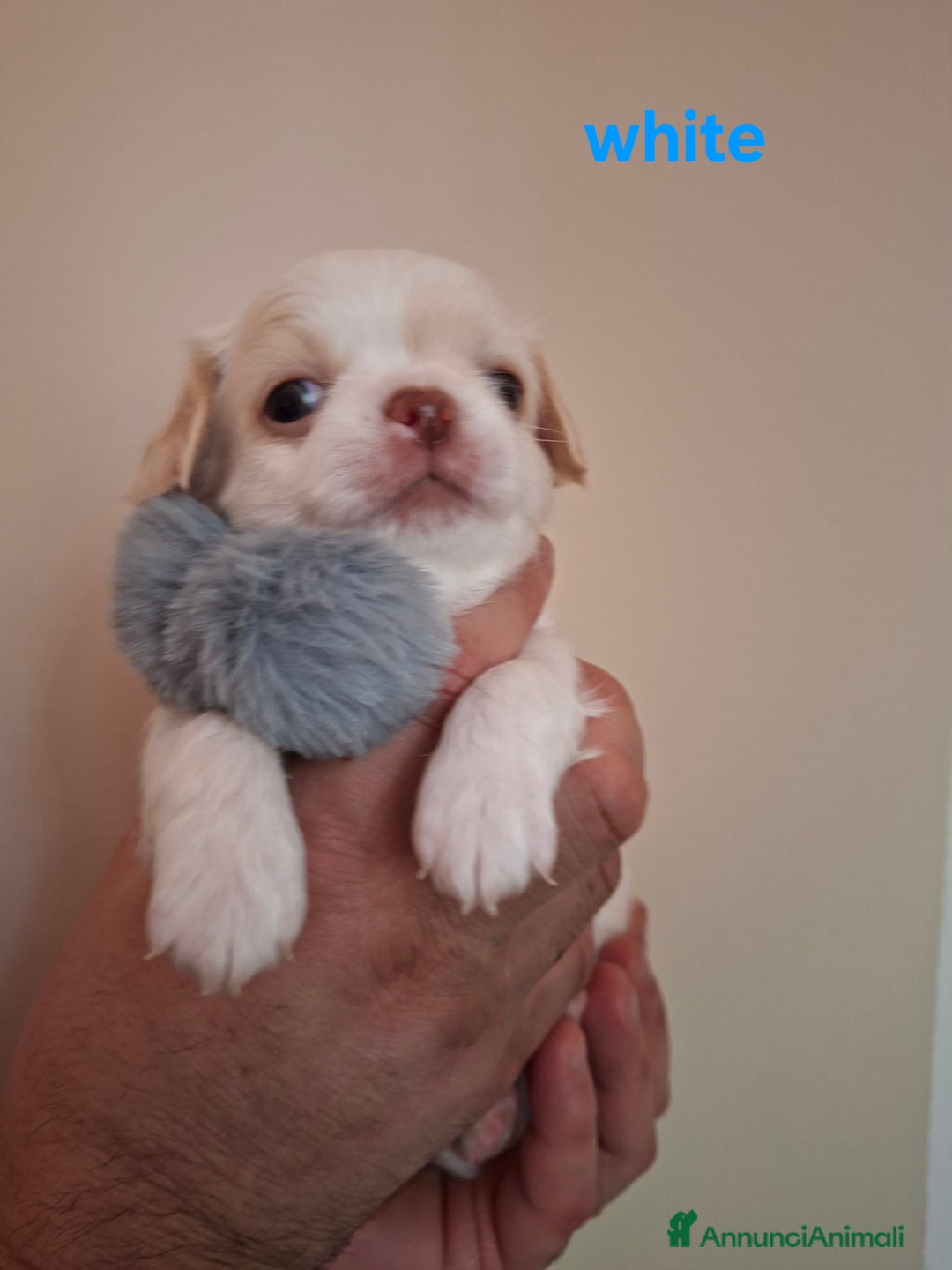 Chihuahua cani in vendita: Maschietti pelo lungo chihuahua  - Annuncio 5