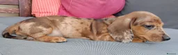 Bassotto cani in vendita: Bassotto arlecchino cioccolato  - Annuncio 2