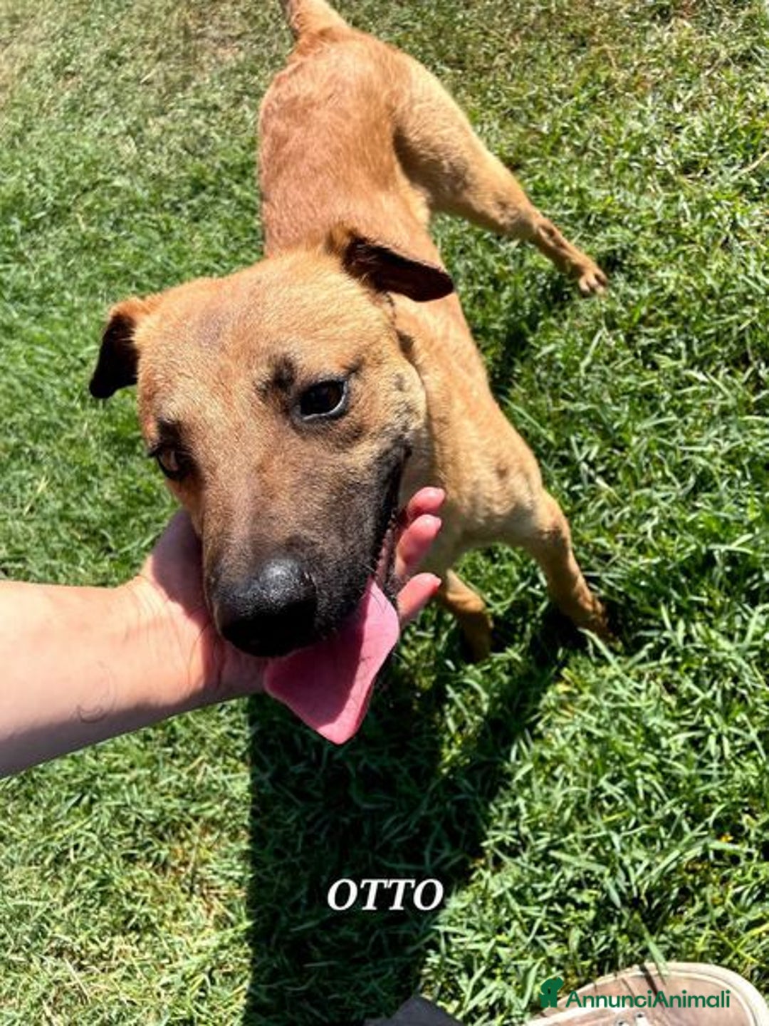 Meticcio cani in regalo: Otto, il cucciolotto a Provincia di Latina - Annuncio 4