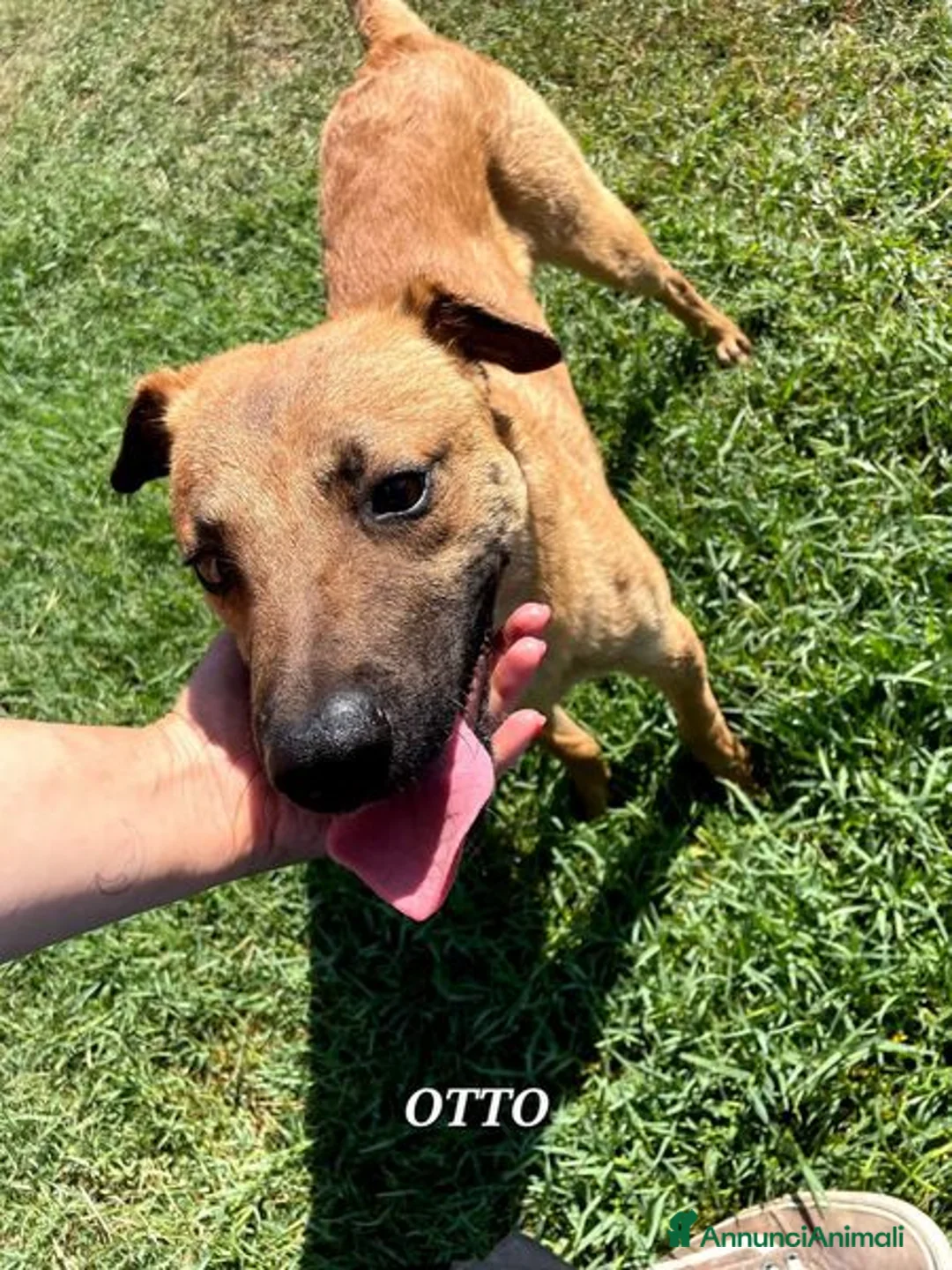 Meticcio cani in regalo: Otto, il cucciolotto a Provincia di Latina - Annuncio 4