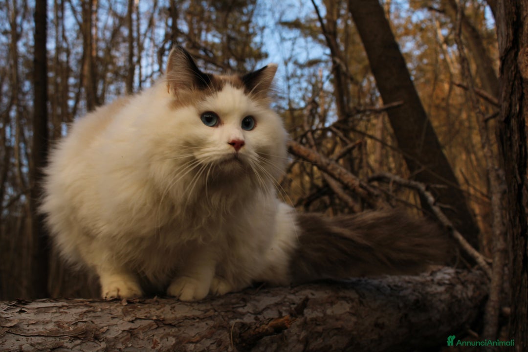 Ragdoll gatti in vendita: Ragdoll maschio con pedigree da riproduzione. a Provincia di Pavia - Immagine 3