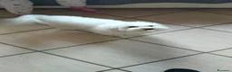 Maltese cani in vendita: Maltesina toy a Provincia di Bergamo - Annuncio 4
