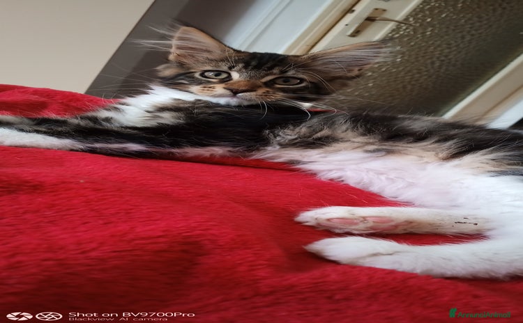 Maine Coon gatti a Città metropolitana di Milano - Annuncio 12