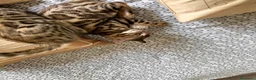 Bengala gatti in vendita: Bengala cucciolo - Annuncio 3