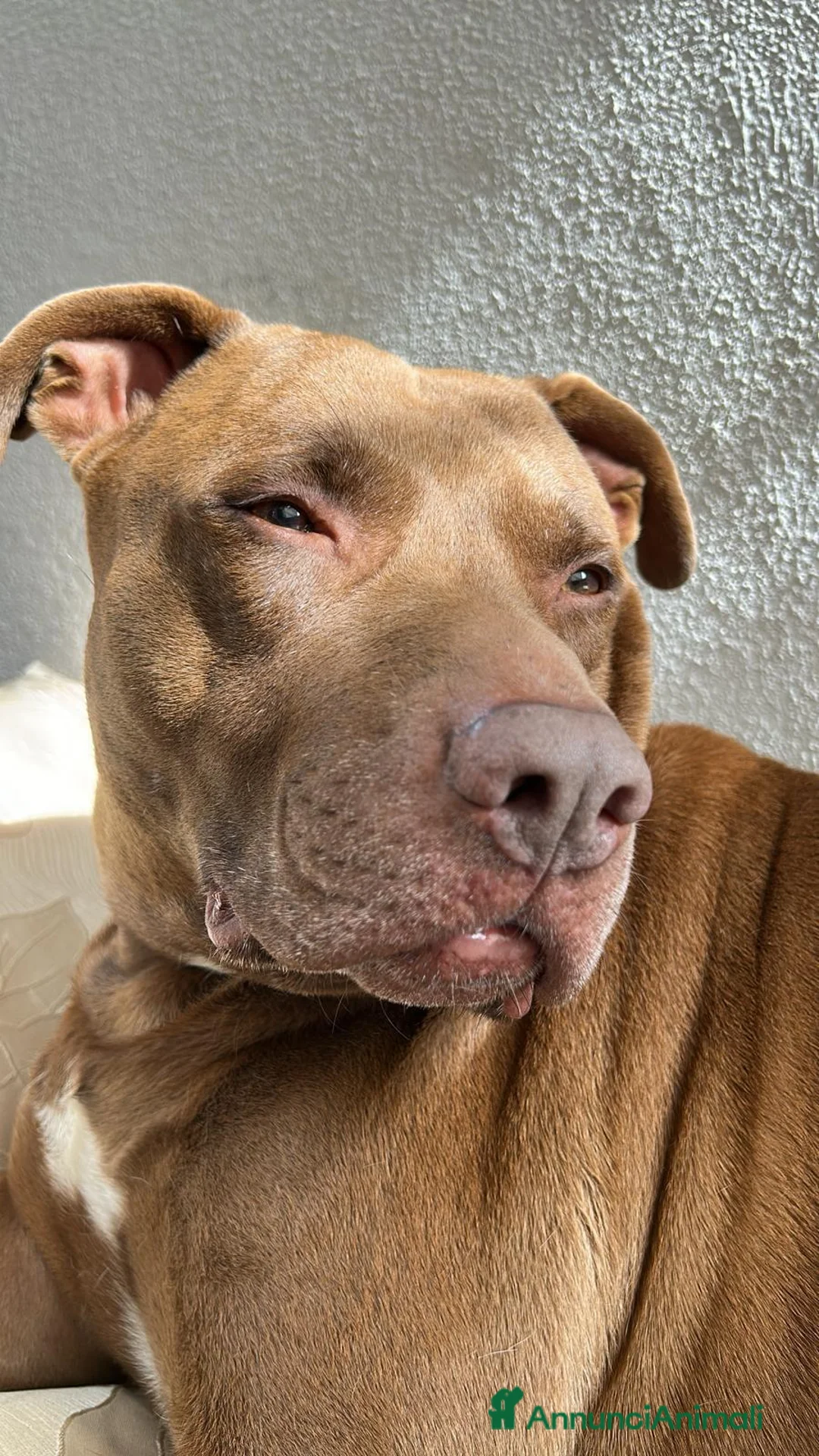 Meticcio cani in regalo: blitz  - Annuncio 4