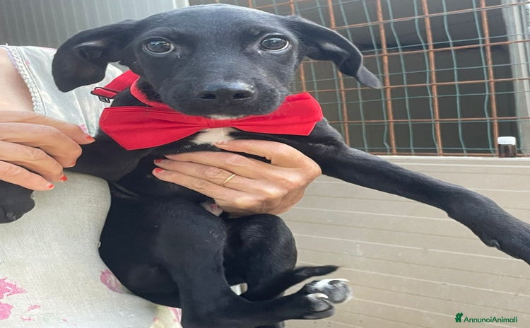 Meticcio cani a Città metropolitana di Milano - Annuncio 4