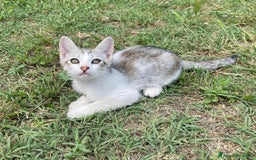 Altre razze gatti in regalo: 7 gattini stanno cercando casa a Provincia di Ascoli Piceno - Immagine 5
