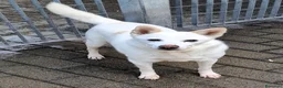 Meticcio cani in regalo: FOX CERCA CASA - Annuncio 6