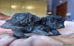 Barboncino cani in vendita: Barboncini toy e nano a Città metropolitana di Roma Capitale - Immagine 4