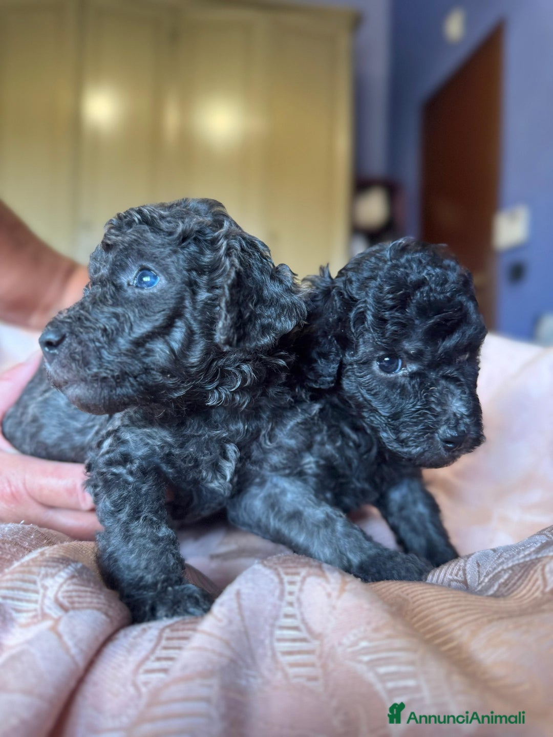 Barboncino cani in vendita: Barboncini toy e nano a Città metropolitana di Roma Capitale - Immagine 4